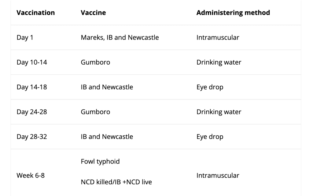 Flock schedule: feeding and vaccinations