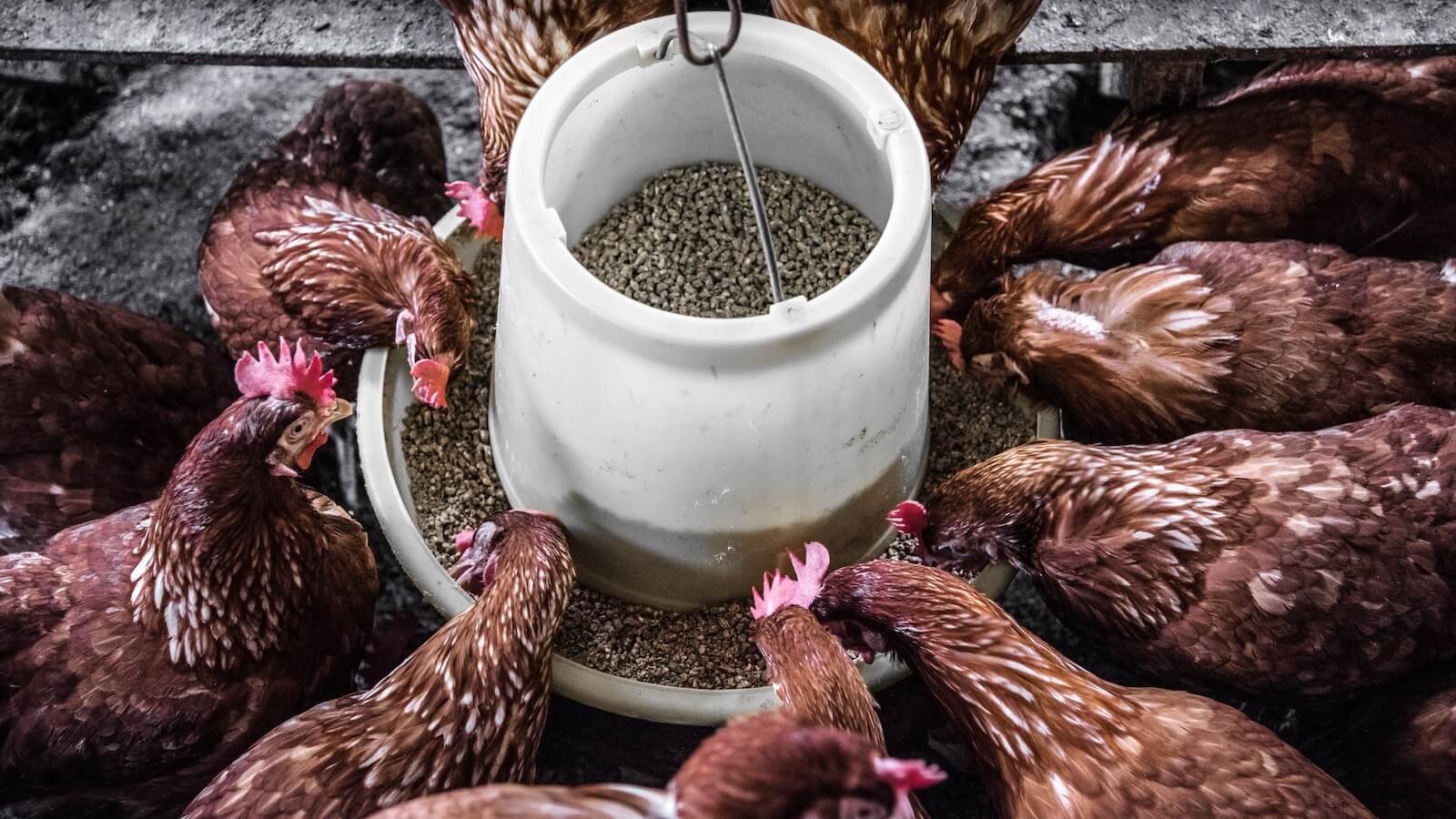 Flock of hen feeding