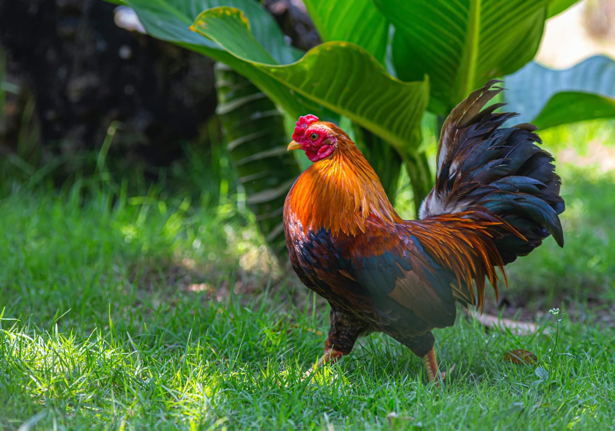 Rooster in the yard