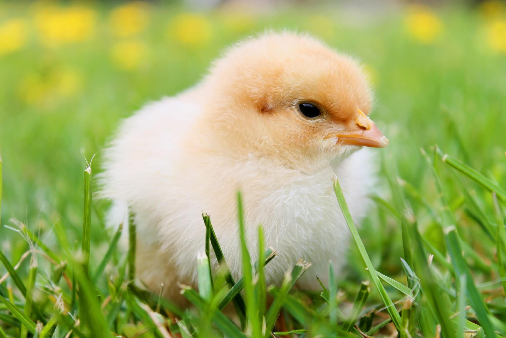 A young poultry chick