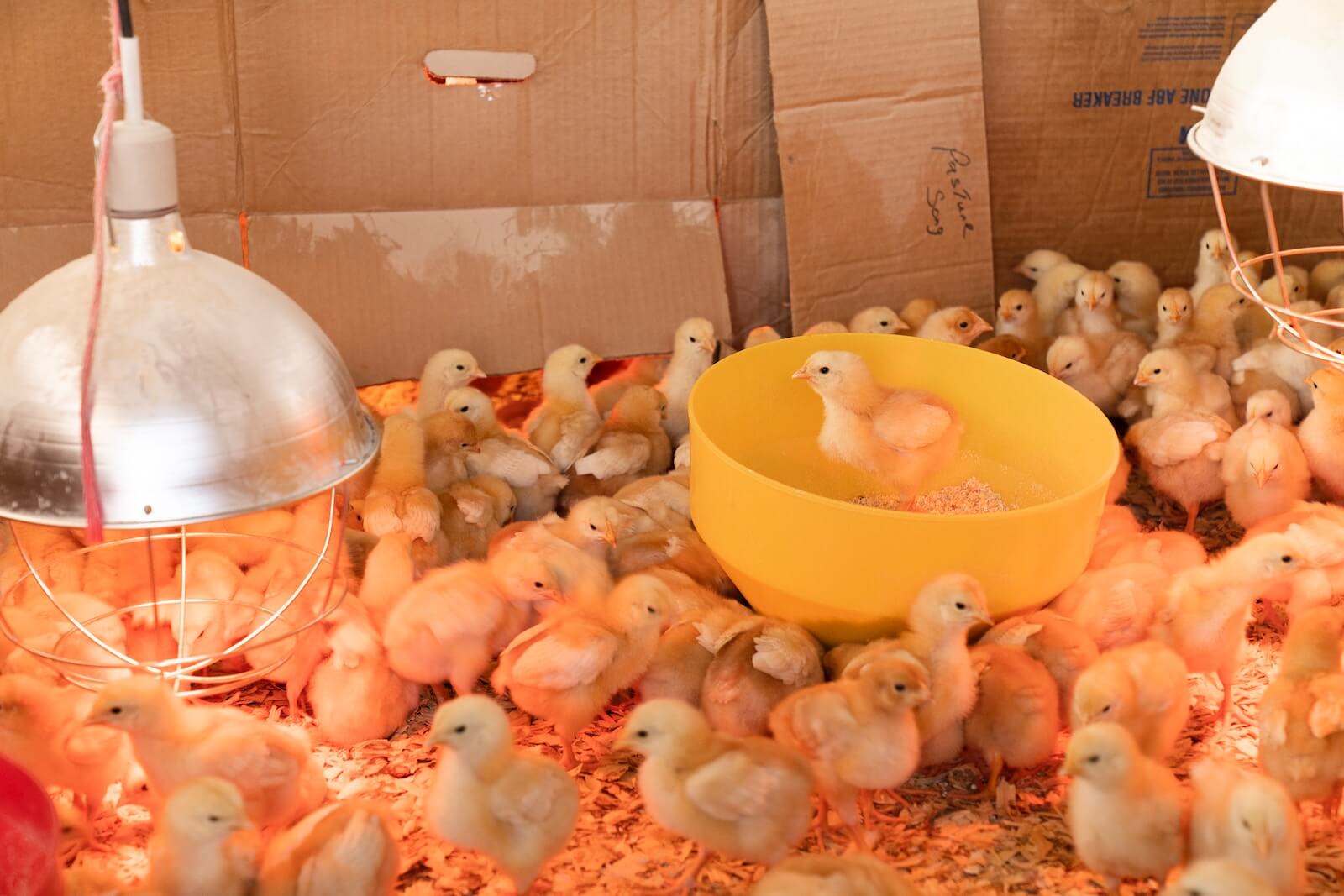 3 simple tips for high yield poultry farming