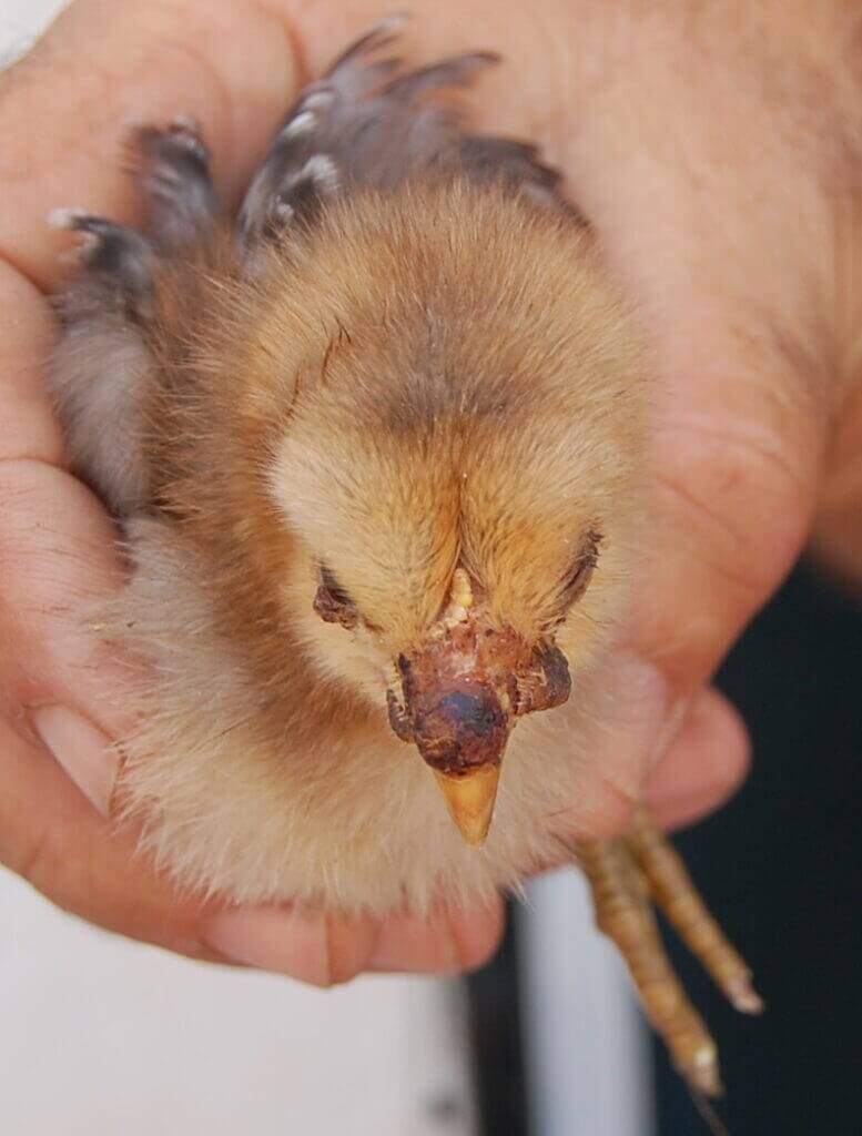 Poultry diseases: Fowlpox lesions on the beak and around the eye