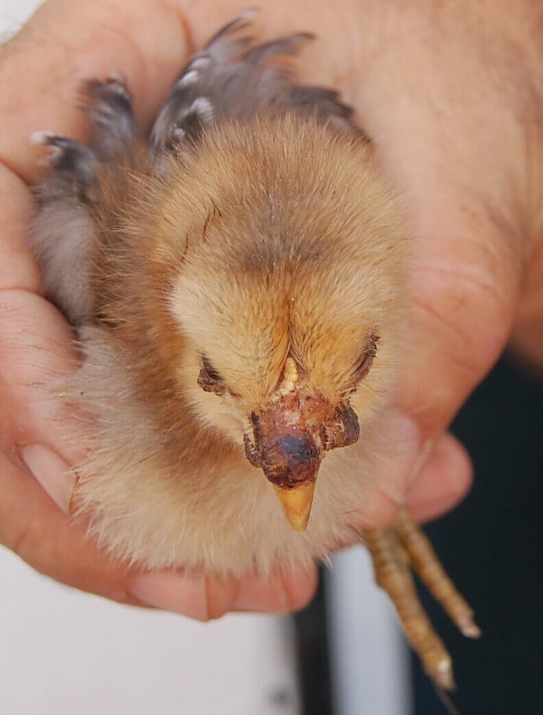 Fowlpox lesions on the beak and around the eye