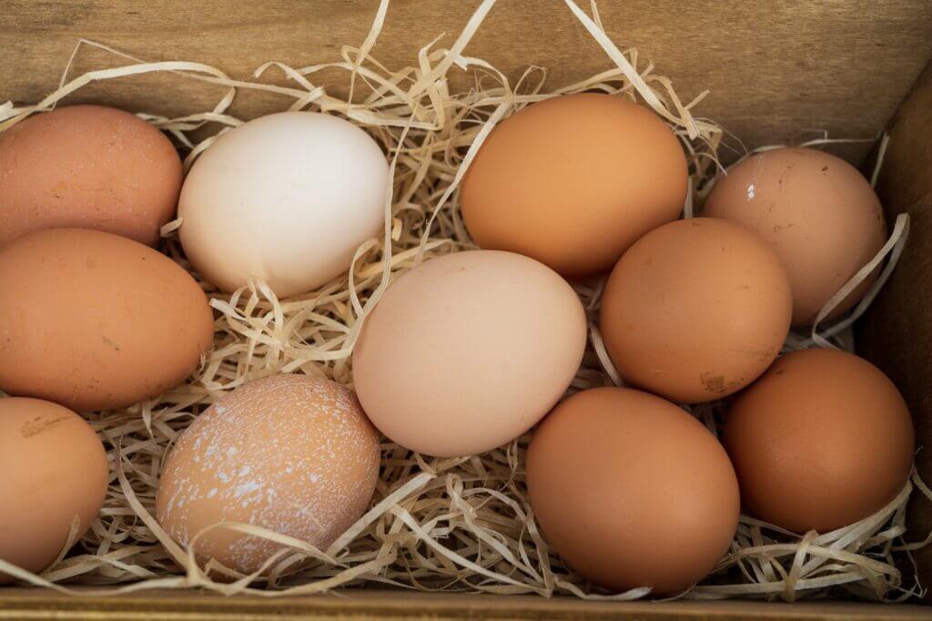 Poultry egg production cycle: Brown eggs in a nesting box