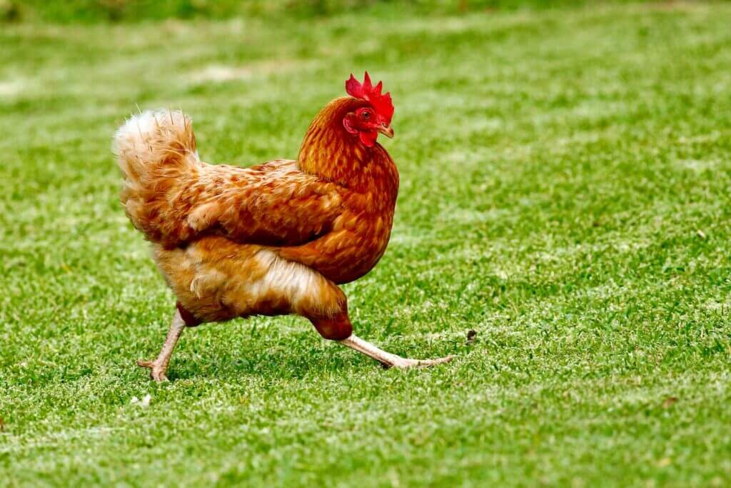 Brown chicken on green grass field during daytime