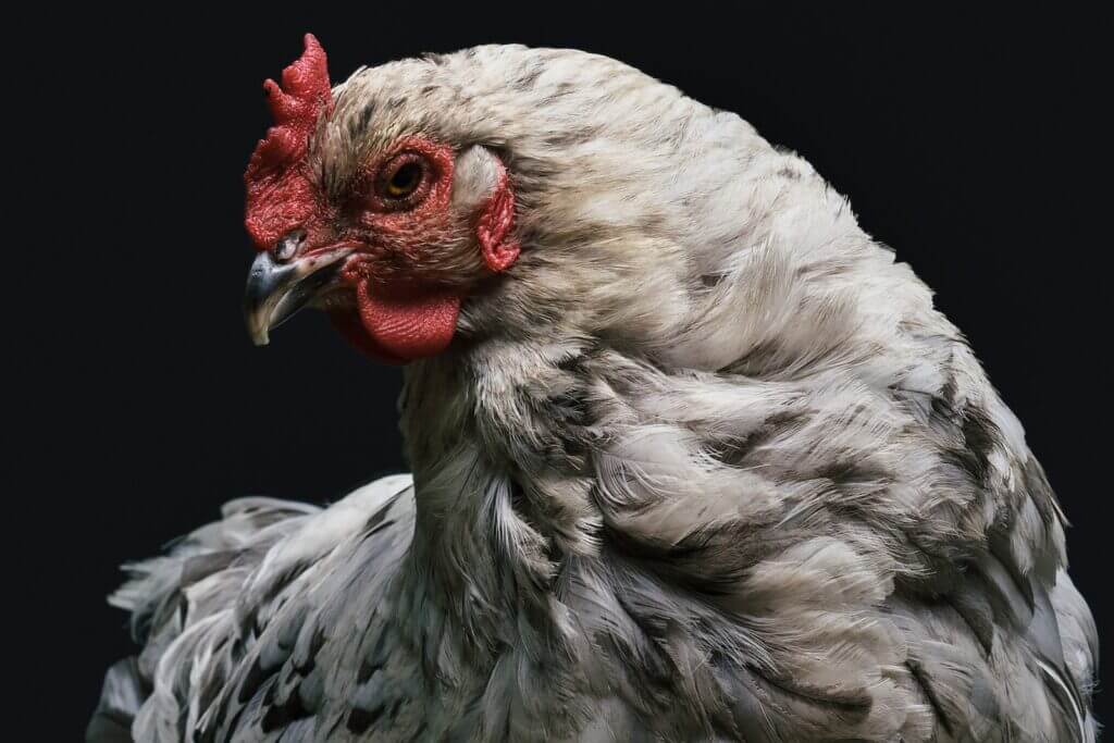 Weird poultry breeds: Ameraucana chicken