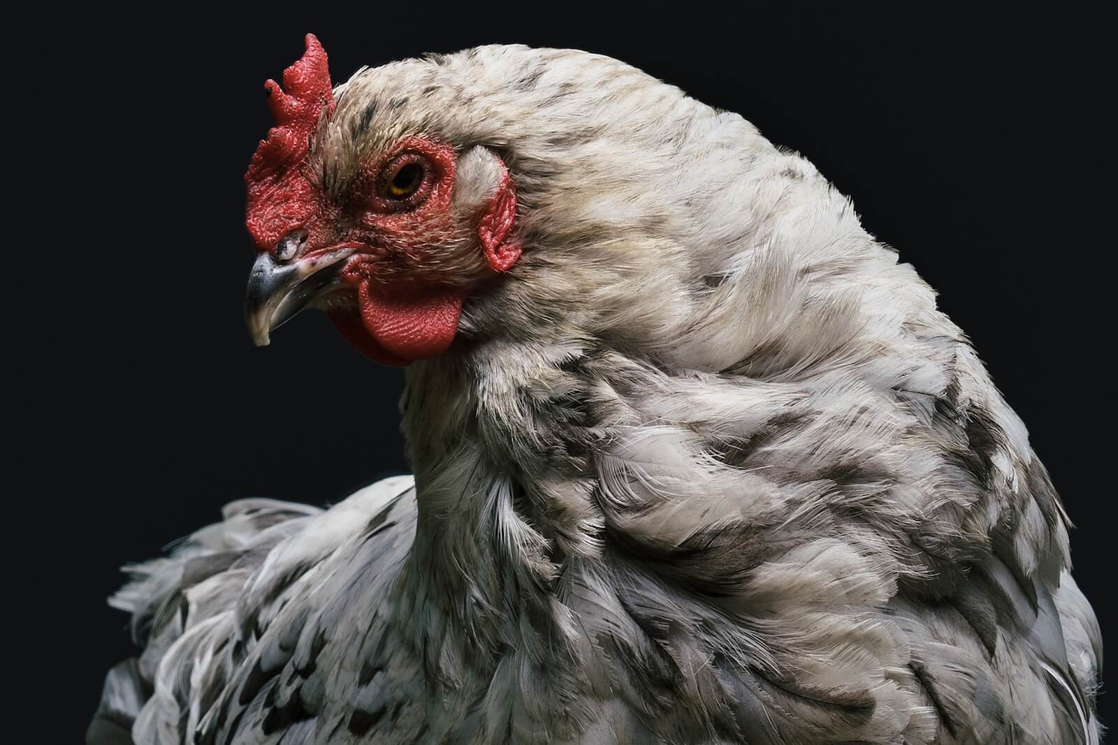 Poultry weight monitoring: 4 Reasons why you should care