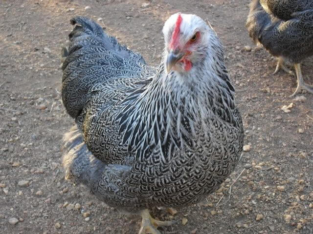 Poultry breed: A Plymouth Rock Hen