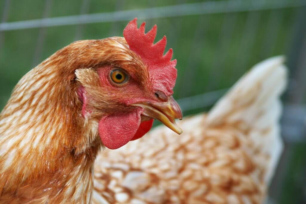 An adult hen with a trimmed beak - debeaking