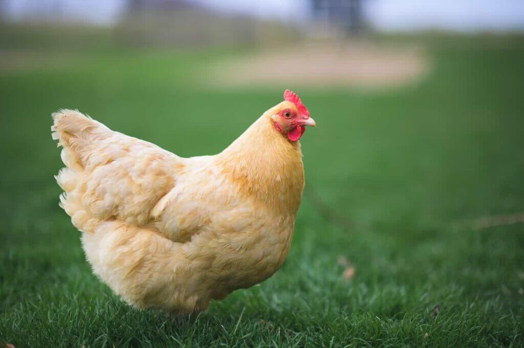 Buff Orpington hen