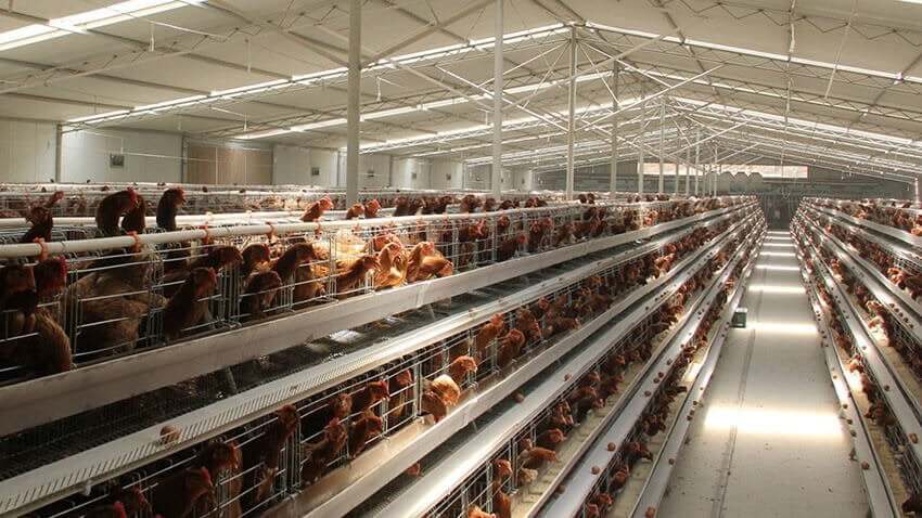 Battery cage system pros and cons: Better to consider alternatives