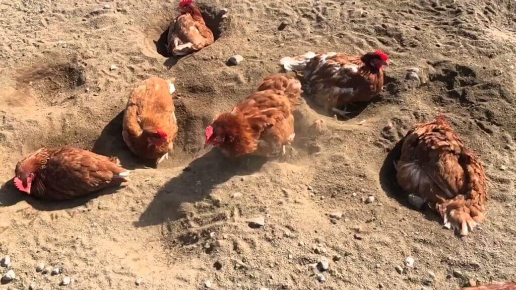 A flock of chicken bathing in dirt - Chicken dust bathing