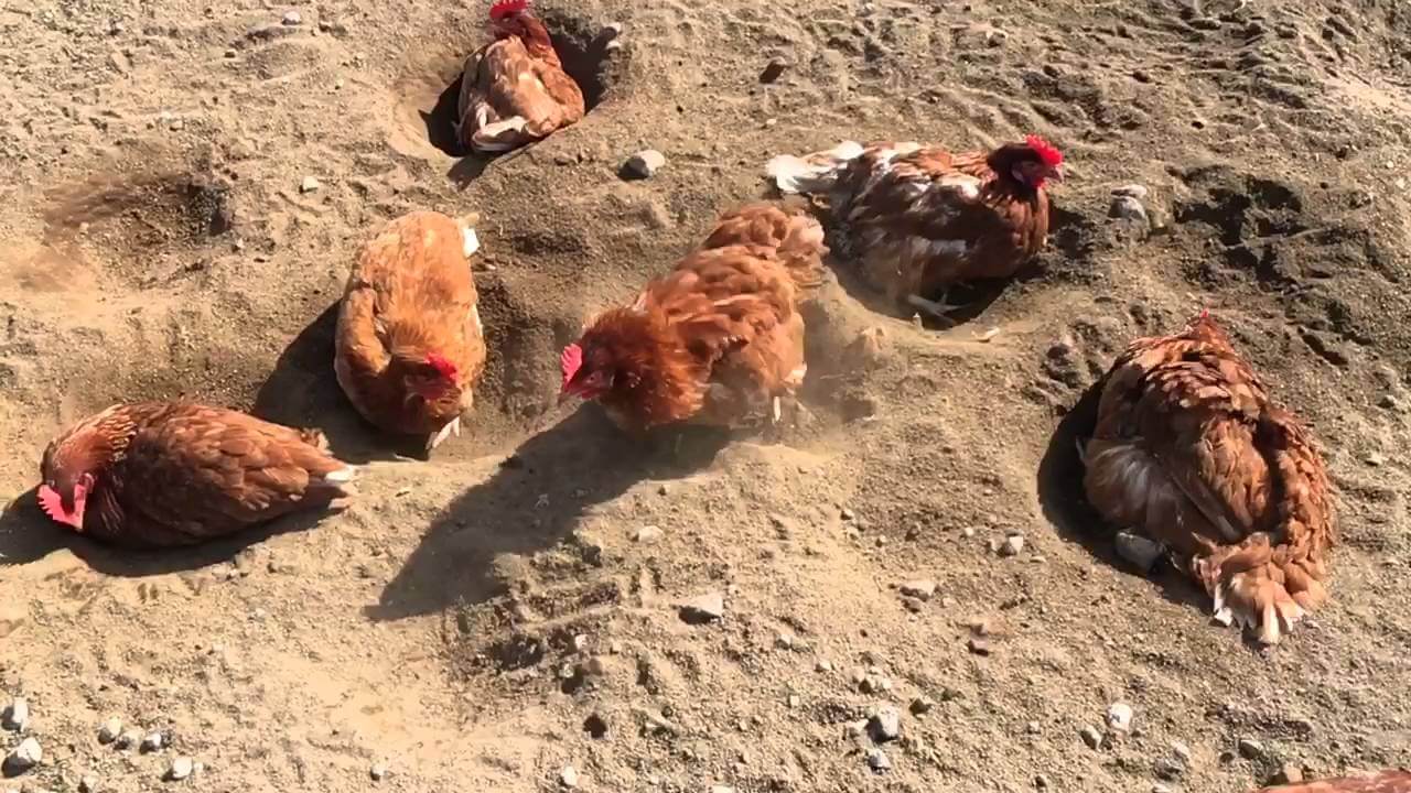 A flock of chicken bathing in dirt