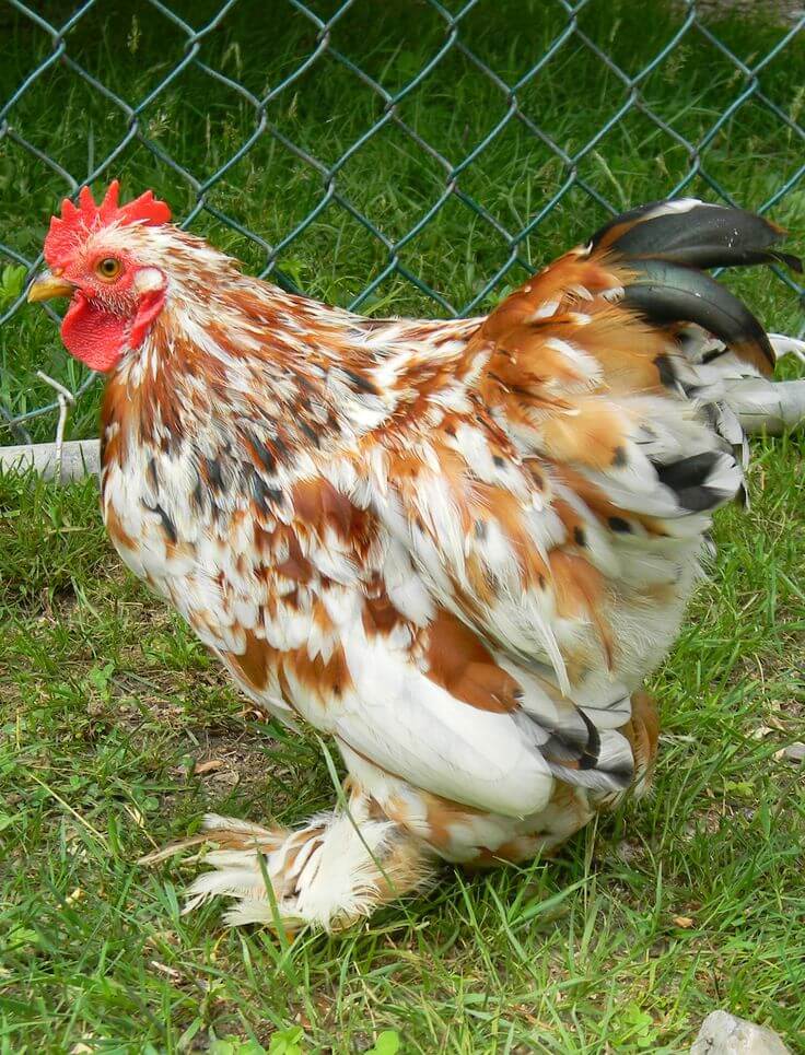 Cochin chicken