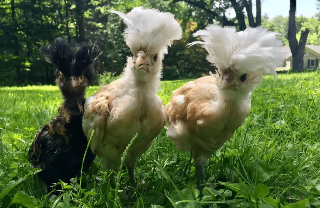 Curious Polish Chicks