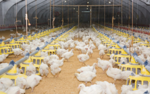 Deep litter poultry housing systems