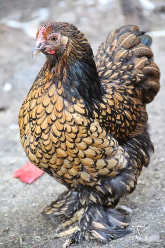 Gold laced Cochin hen