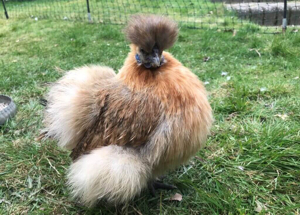 Weird poultry breeds: Golden Silkie chicken