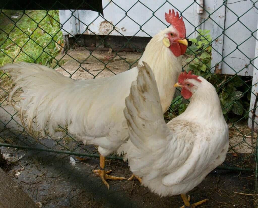 Leghorn poultry breeds