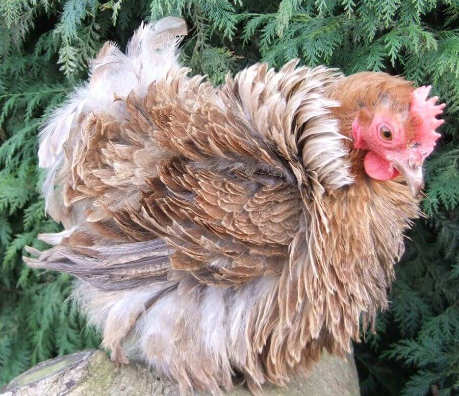 Partridge Frizzle Pekin