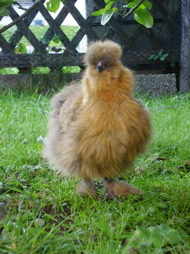 Patridge Silkie hen