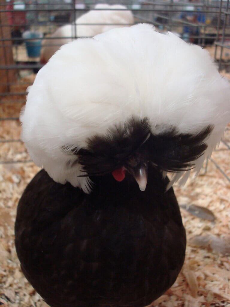 Polish crested chicken