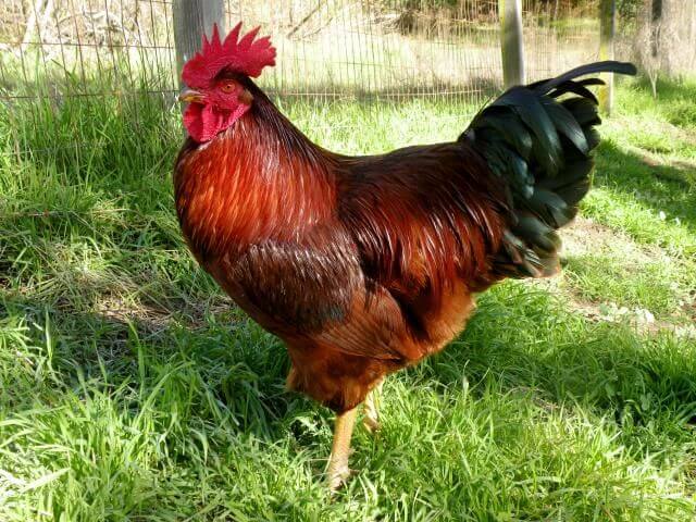 Rhode Island Red Rooster