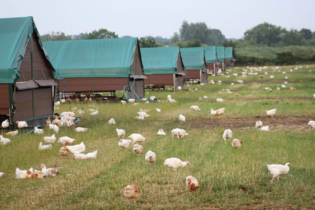 Animal welfare in poultry farming: Semi intensive poultry housing