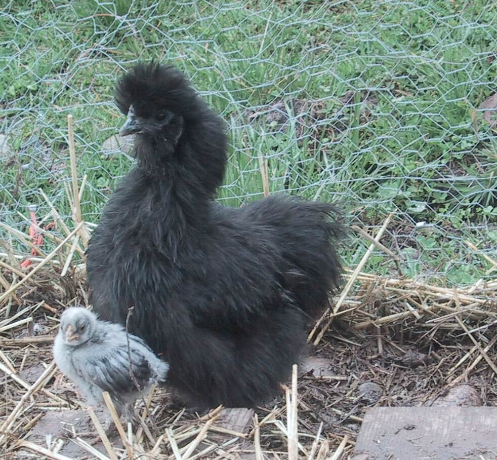 A Silkie chick and its mother