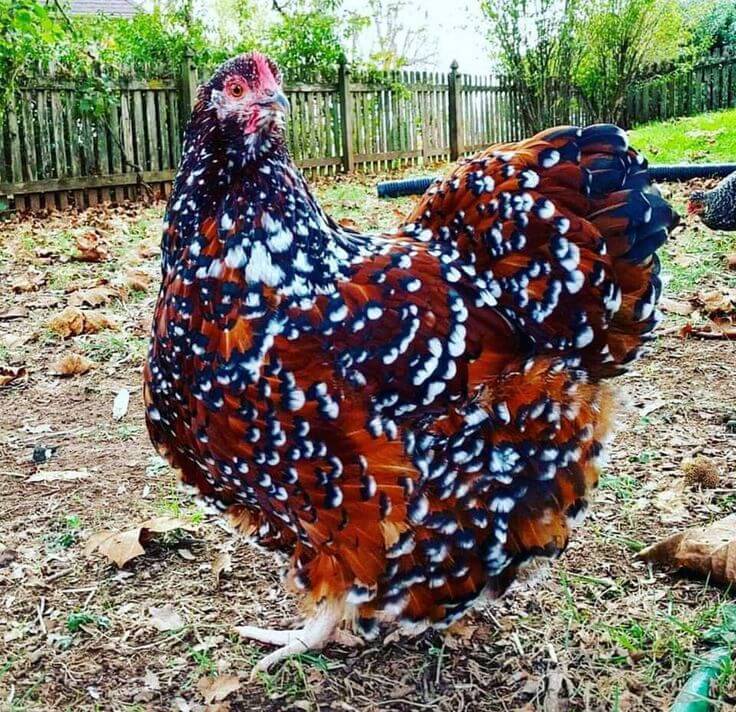 Speckled sussex hen