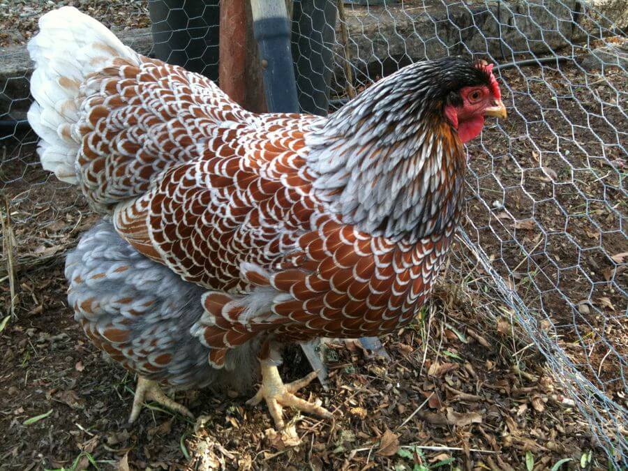 A Wyandottes hen