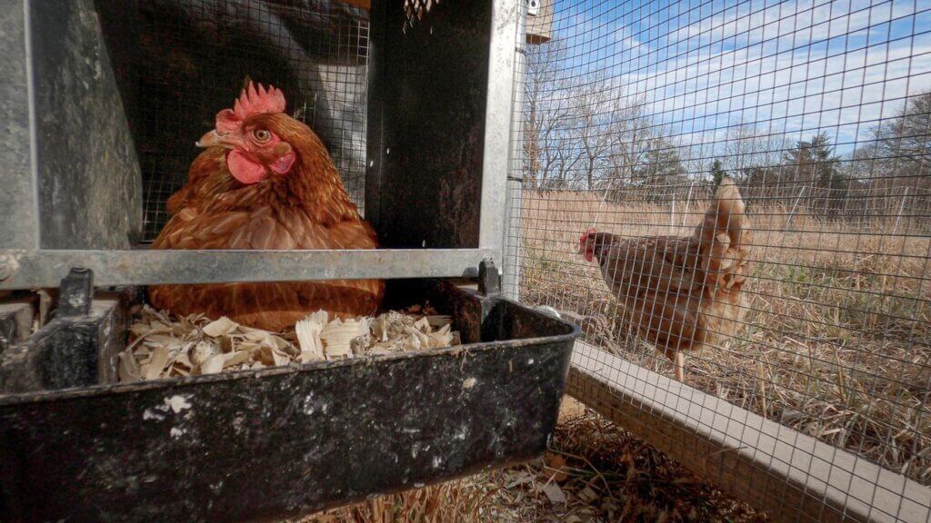 Brown hen in laying box