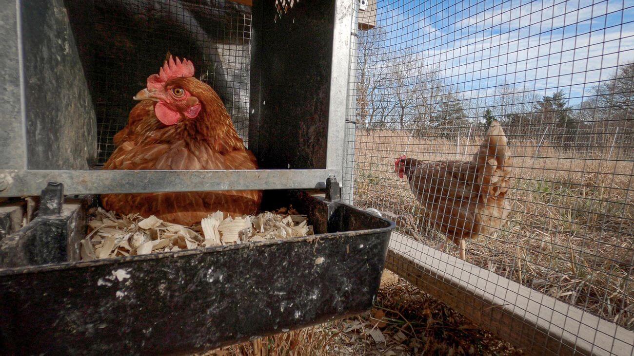 Poultry biosecurity: Fundamentals to building a good coop