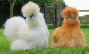 White and Brown Silkie birds