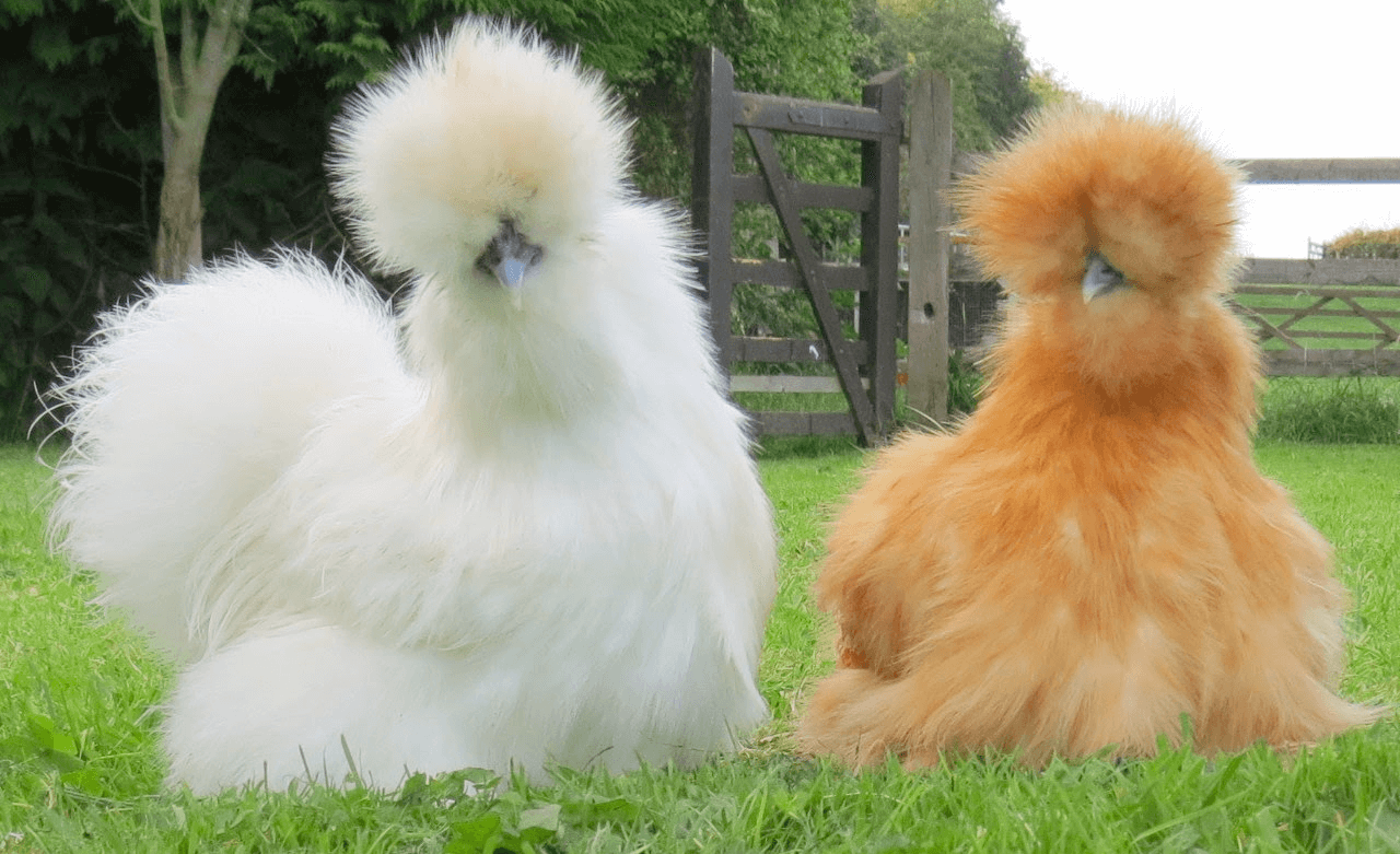 White and Brown Silkie birds