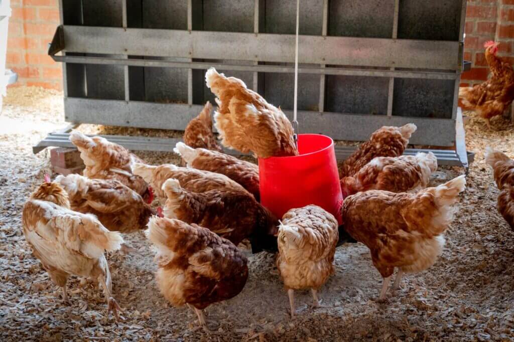 Egg production: A flock of brown chicken feeding