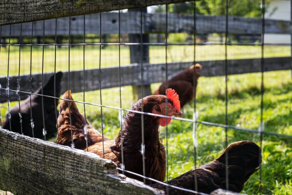 Extensive vs intensive poultry systems: Free range chickens behind the fence