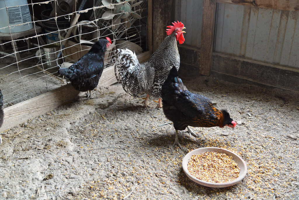 Poultry quarantine space: Chicken feeding in a coop