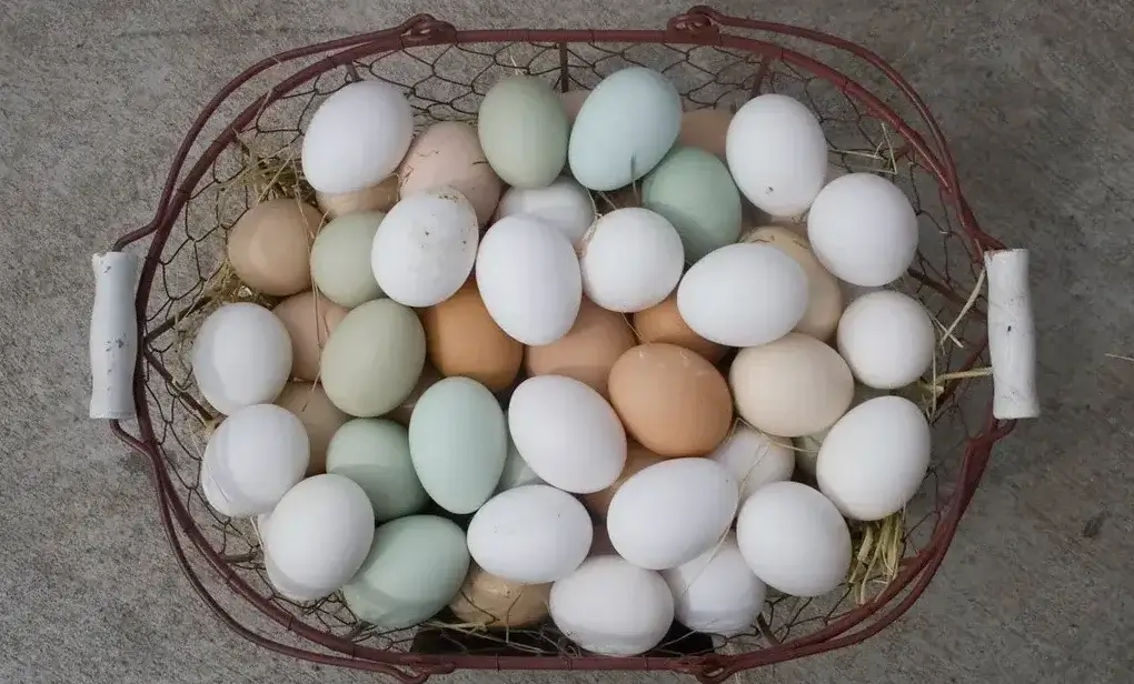 Poultry records: Different egg colors