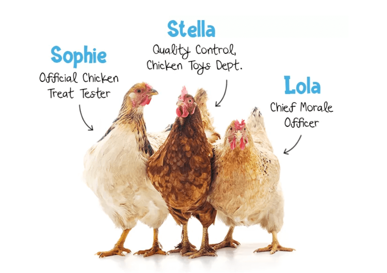 The secrets of chicken chatter: 6 poultry sounds and their meaning