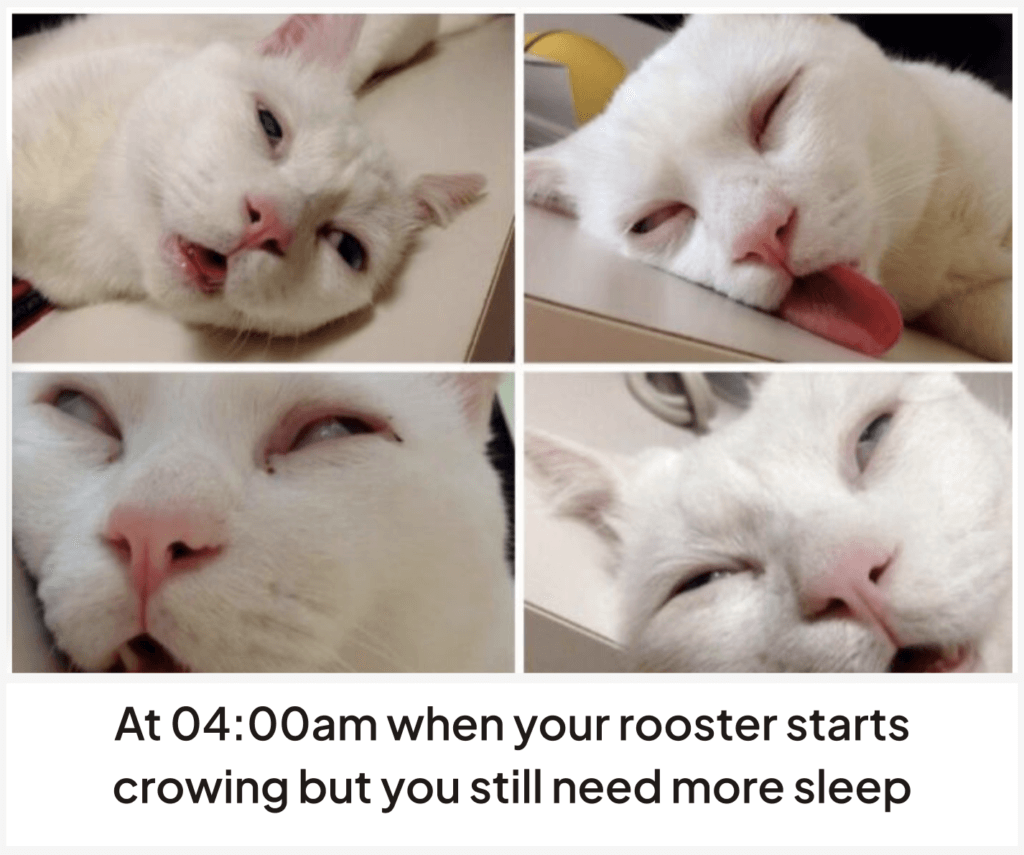 Crowing: When a rooster crows in the morning but you need more sleep