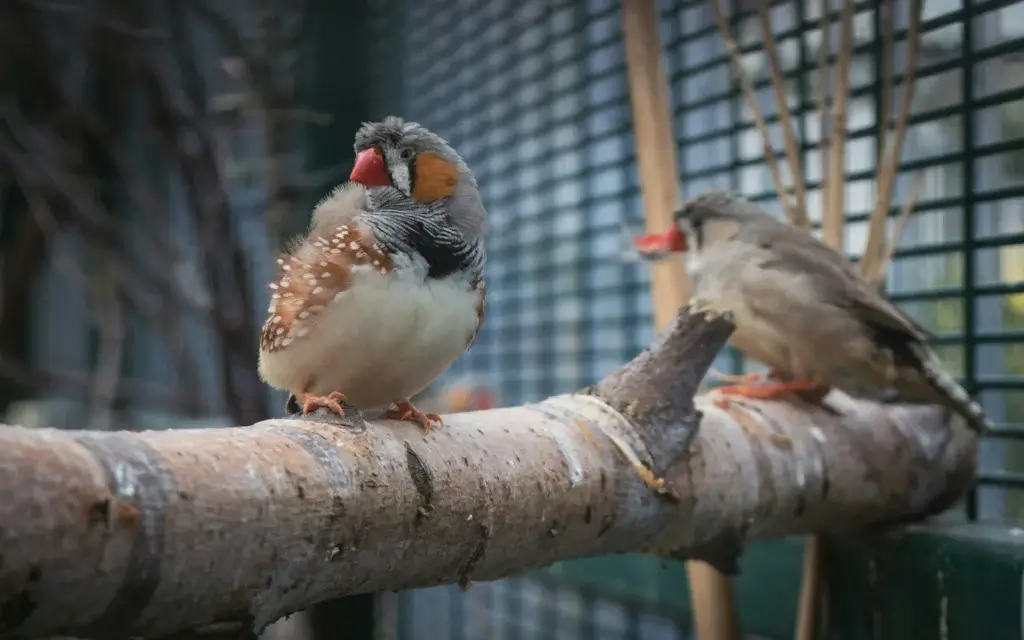 a couple of birds sitting on top of a tree branch