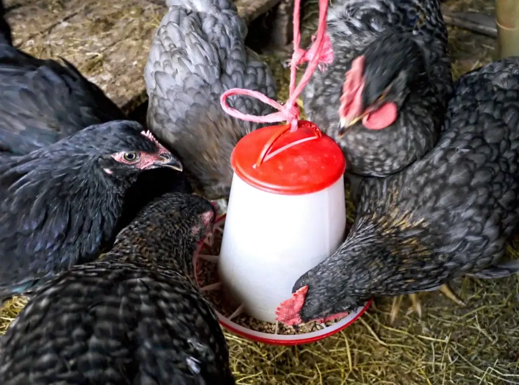 Fermented poultry feed: black chicken feeding