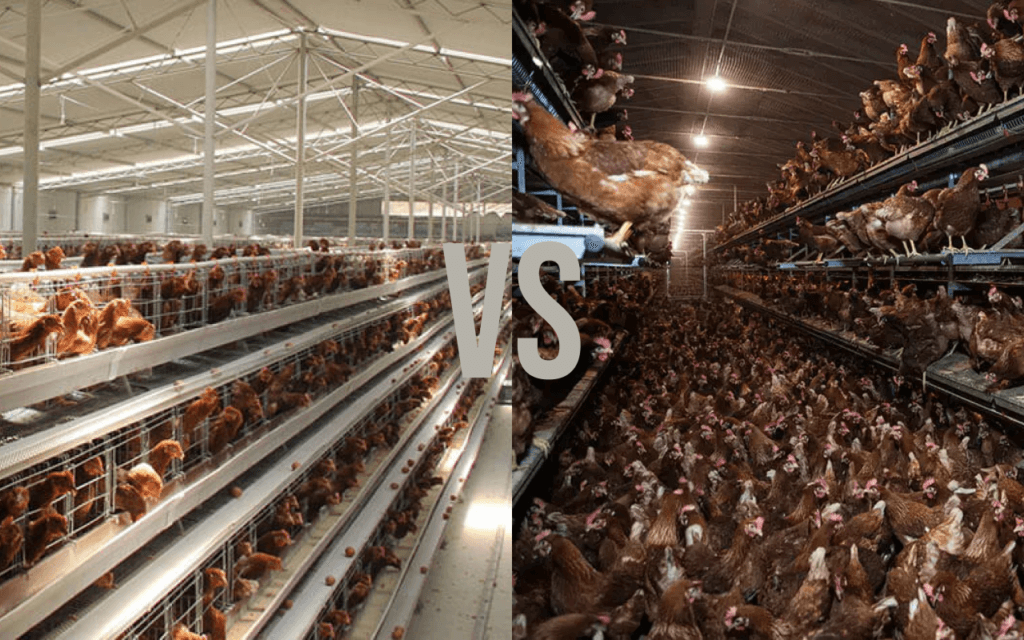 Cages vs aviary systems