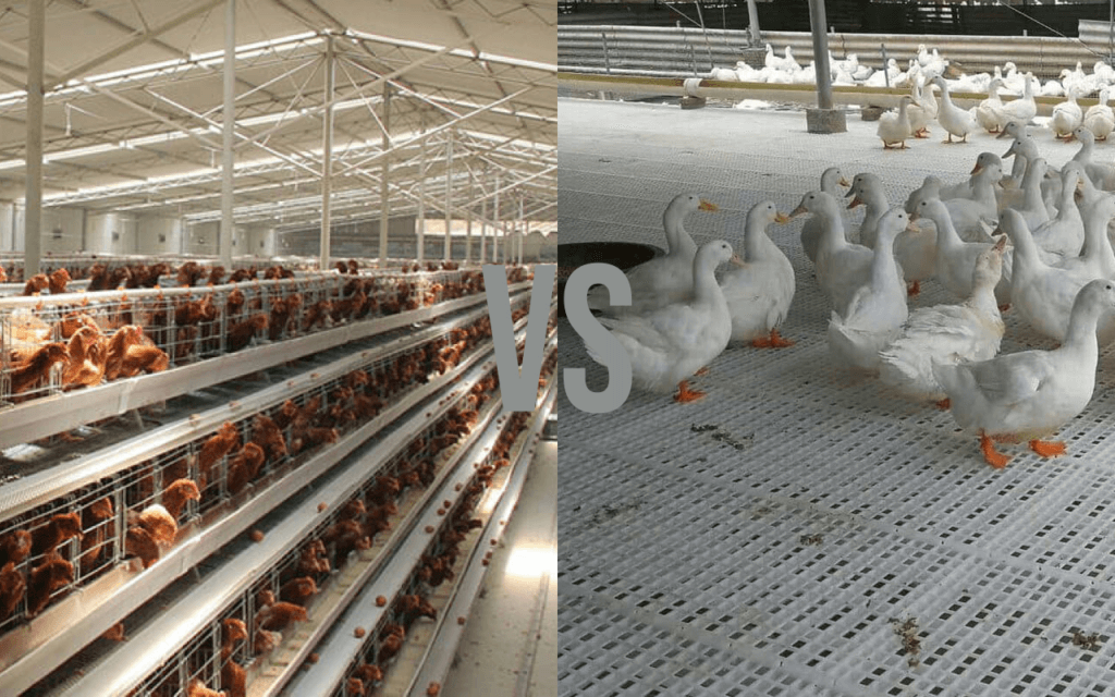 Cage vs slatted floor poultry systems