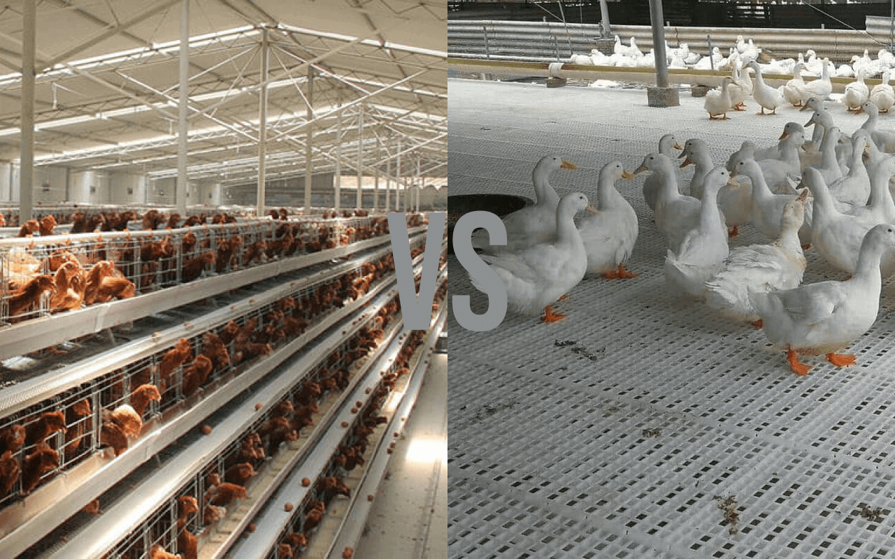 Cage vs slatted floor poultry systems: Which one is the better?