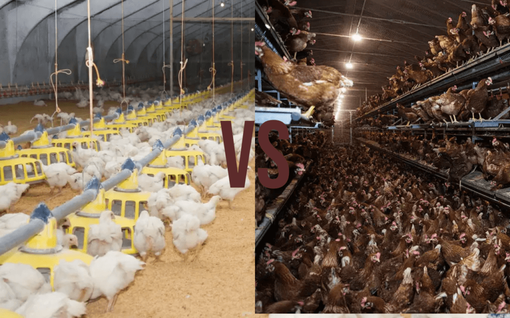 Deep litter vs aviary poultry systems