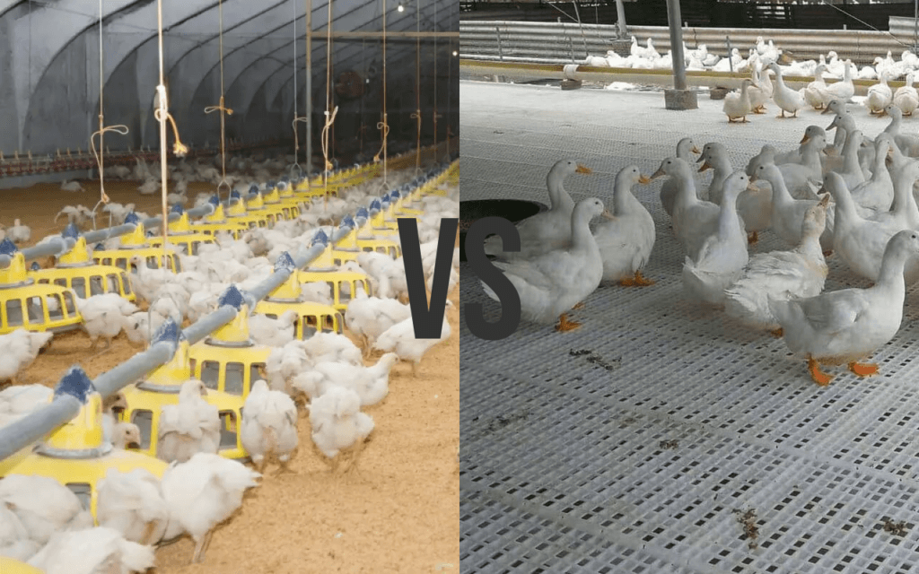 Deep litter vs slatted floor systems