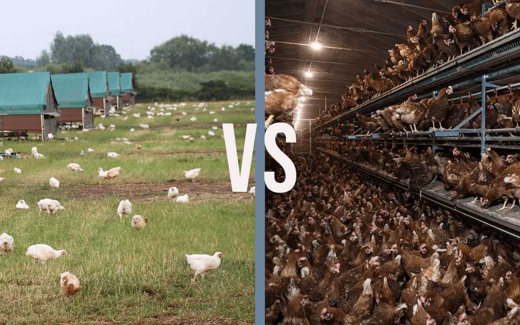 Extensive vs intensive poultry systems