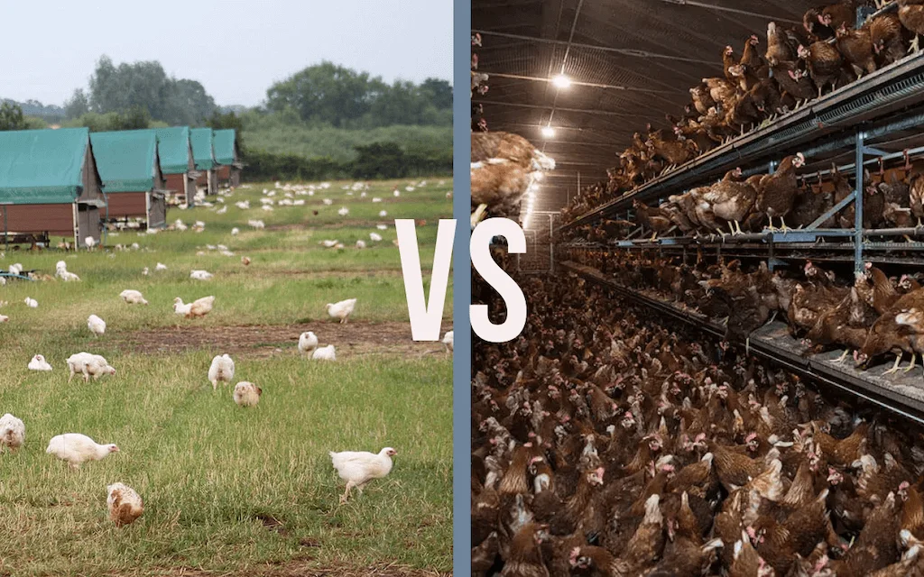 Poultry Farming Blog Kukufarm poultry-farming-blog-kukufarm